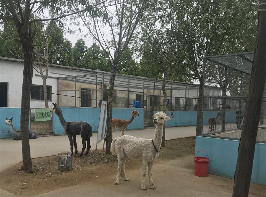 天鵝湖風(fēng)景區(qū)（泰山）速覽！(圖4)