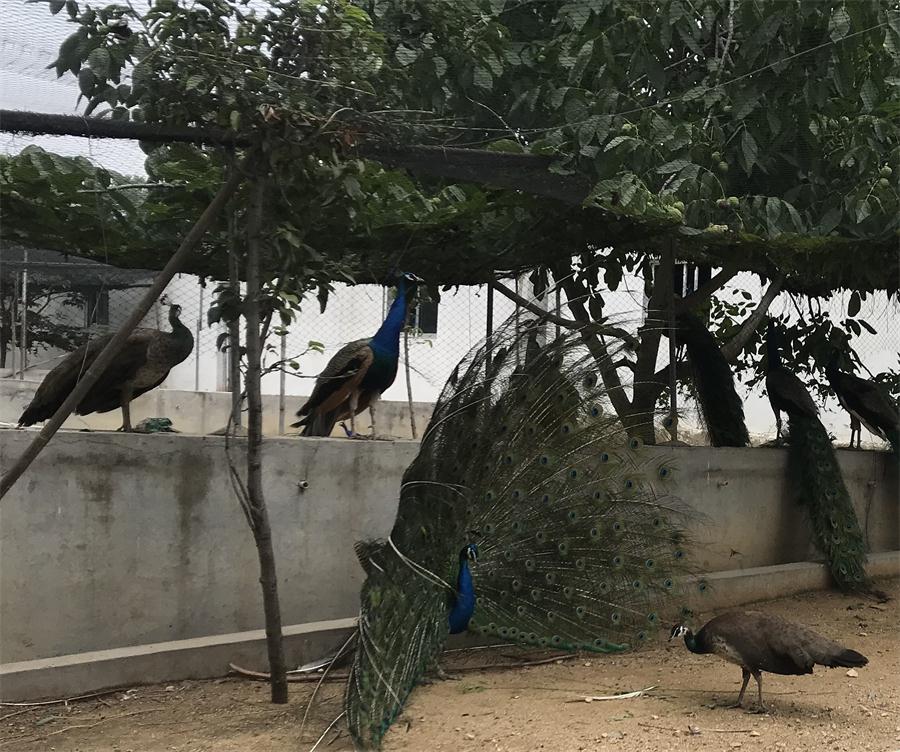 天鵝湖風(fēng)景區(qū)（泰山）速覽！(圖11)