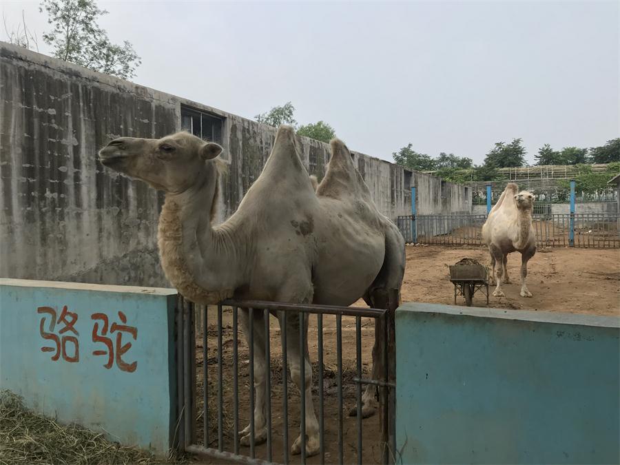 天鵝湖風(fēng)景區(qū)（泰山）速覽！(圖8)