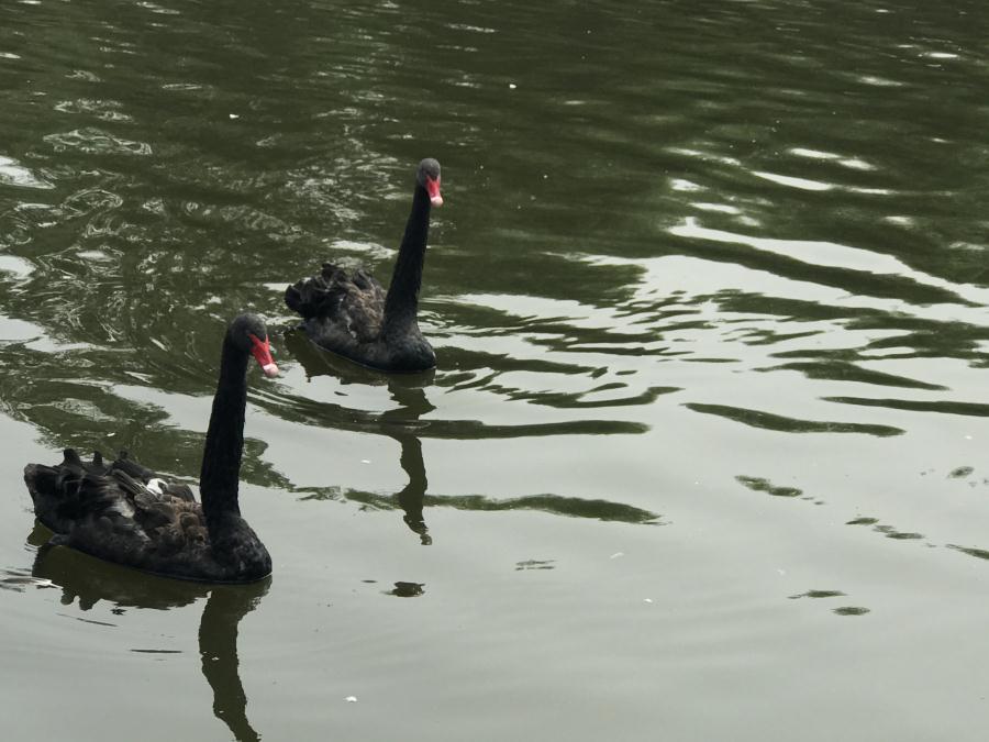 天鵝湖風(fēng)景區(qū)（泰山）速覽！(圖13)