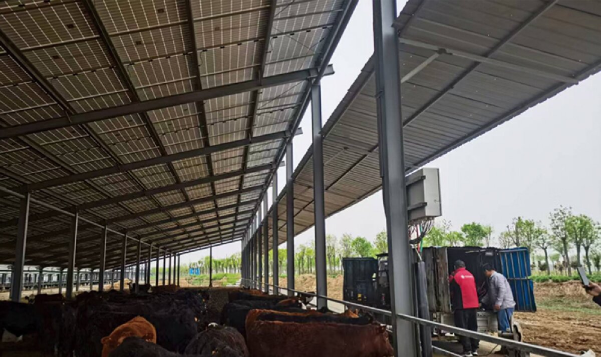 信橋鋼構(gòu)：打卡蒙陰農(nóng)業(yè)溫室大棚、青州黑牛養(yǎng)殖基地！(圖4)