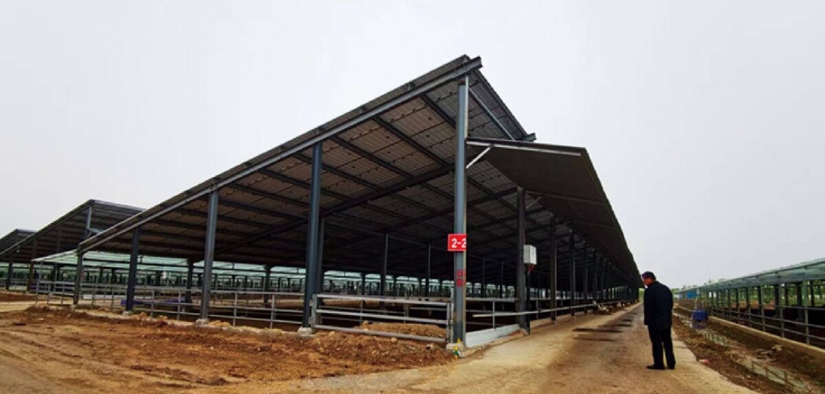 信橋鋼構(gòu)：打卡蒙陰農(nóng)業(yè)溫室大棚、青州黑牛養(yǎng)殖基地！(圖5)